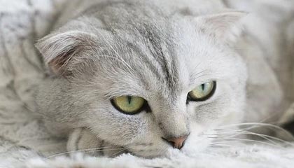 爱游戏在线登录-【欧洲杯】莱万2中楣+2球追平 瑞典绝杀波兰夺头名